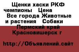 Щенки хаски РКФ чемпионы › Цена ­ 90 000 - Все города Животные и растения » Собаки   . Пермский край,Красновишерск г.